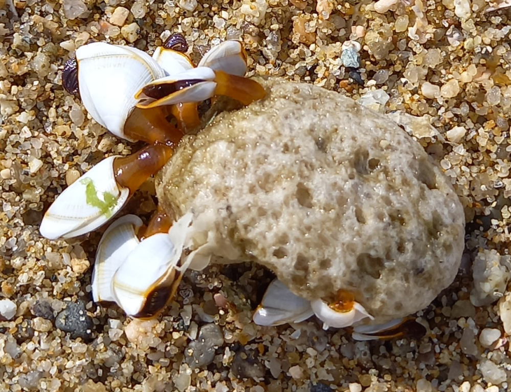 この貝はなんという名前でしょうか？ 今日海辺でこんな貝が沢山くっついてる石を見つけました。 どうすればいいか分からなくて波打ち際に置いてきました。 よろしくお願いします。