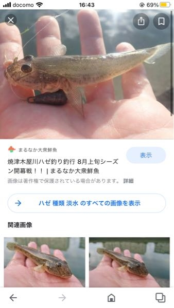 急募このハゼの種類を教えてくださいちなみに淡水です マハゼ Yahoo 知恵袋