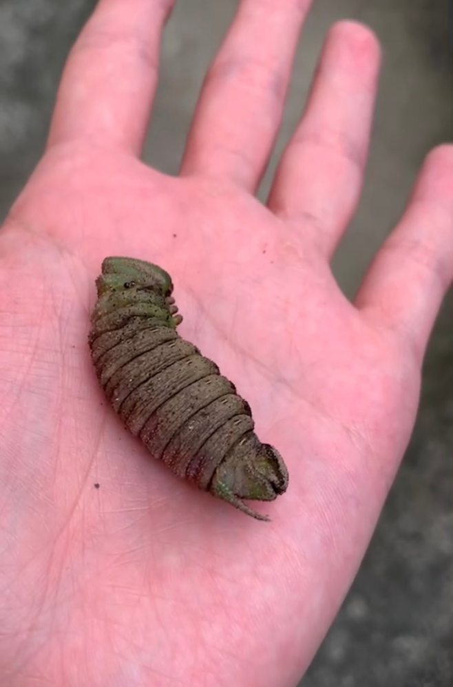 土の中で見つけました。 これは、何の幼虫でしょうか、、、 4センチはありそうでかなり大きく、画像で分かりにくいですがウネウネと動きます。 ご存知の方教えてください。