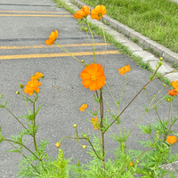 オレンジ色の花の名前を教えてください キバナコスモスです Yahoo 知恵袋