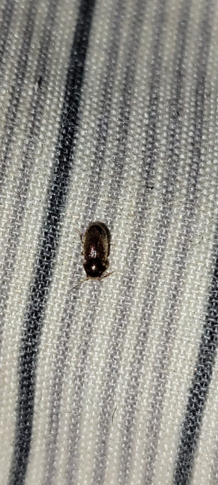 部屋に見たことのない小さな虫が数匹現れました。 一匹なら気にすることもないくらい小さな虫ですが、数匹となると気味が悪いです。 本当に、米粒よりも小さいくらいなのですが、ゴキブリの幼虫とかではな...