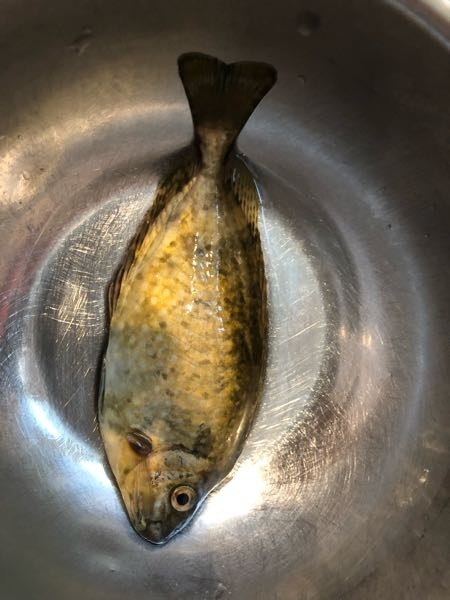 この魚は何ですか？
