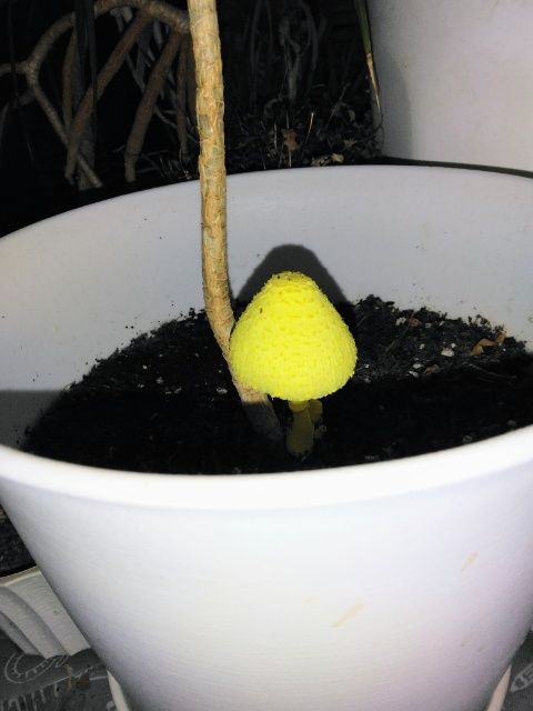 茸 観葉植物の鉢内に得体の知れない黄色い茸が 生えてきました。 これは、何かわかりますか？毒キノコでしょうか？このまま生やしていて問題ありませんか？