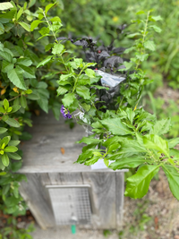 この紫色の花は何でしょうか 黒い葉っぱはわかりましたが 紫色の Yahoo 知恵袋