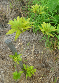 去年の春に苗木で植えたヤマモモなのですが 葉の色がこんなにも薄いのはなぜ Yahoo 知恵袋