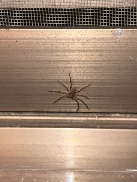 この蜘蛛はなんというクモですか？