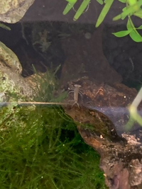 メダカ飼育の際に 赤玉土にはバクテリアや微生物が住み着いているので塩素の入った Yahoo 知恵袋