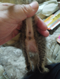 雨の中 猫がトボトボ歩いてました 猫にはひとりでさみしいという感情はな Yahoo 知恵袋