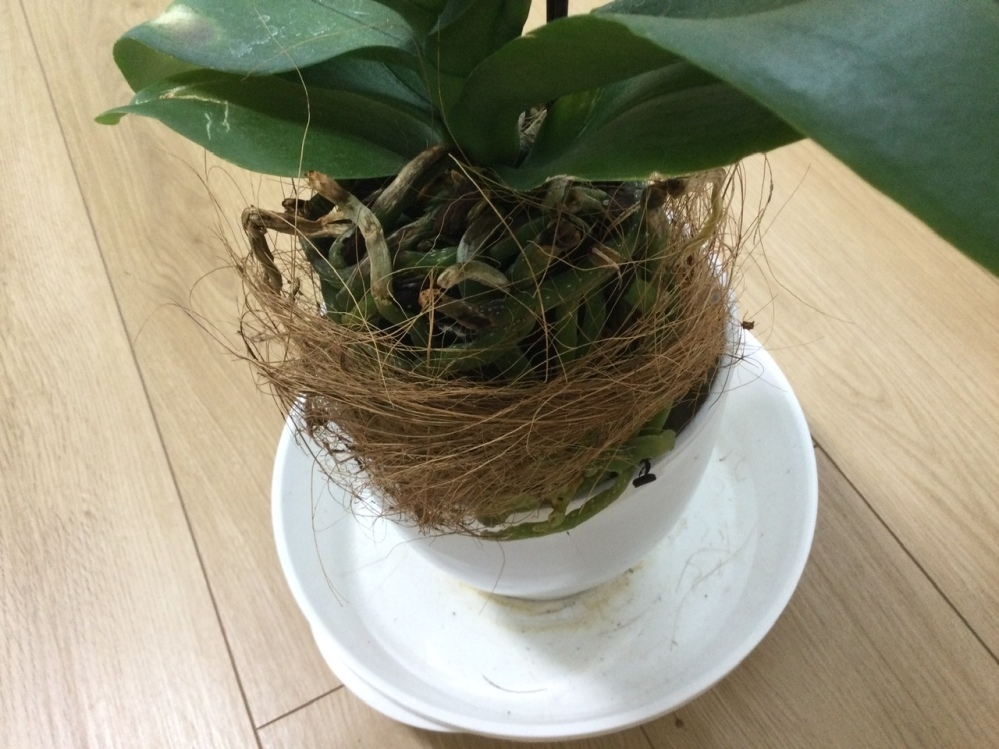 胡蝶蘭の育て方ですが、画像のように根が固まってほぐれません。ほっといて時々水をやるだけでもいいのでしょうか。