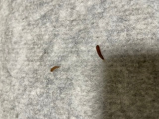 部屋の掃除をしている時、カーペットの下から出てきたこの虫は何という名前でしょうか？ ミミズみたいです…