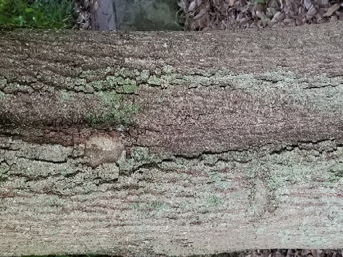 この樹木にカブトムシはいますか？