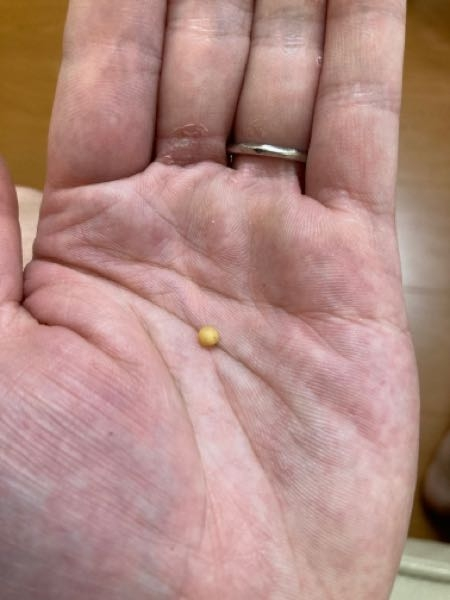 国産カブトムシのマットから取り出した卵です。 丸いですが、小さくて色がかなり黄色くなっています。 この卵は死んでいるのでしょうか？