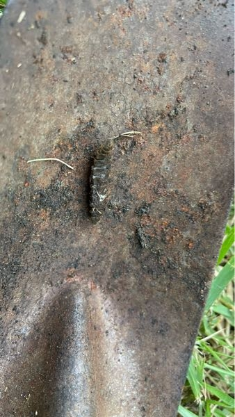 堆肥の中にこのようなものがいたのですが 何のサナギですか？ やっぱりウジ虫がサナギになってますよね。 どなたか教えてください！