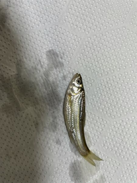 ドブで捕まえたこの魚の名前を教えてください。
