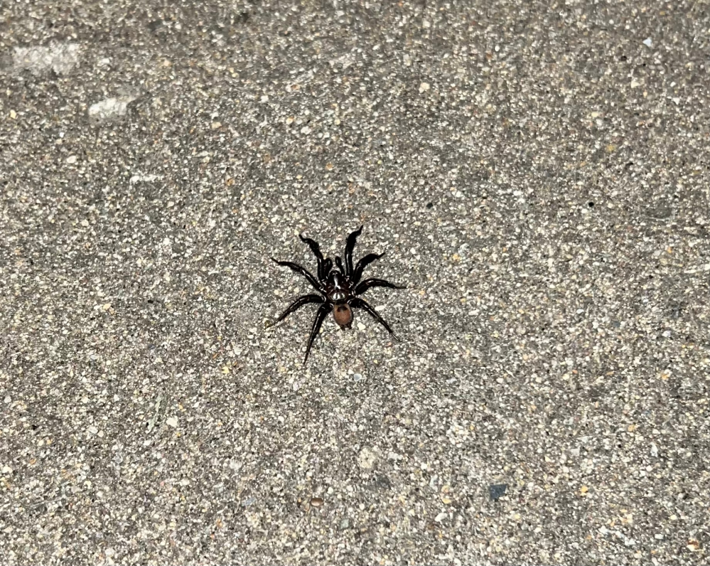 この蜘蛛はなんて種類ですか？