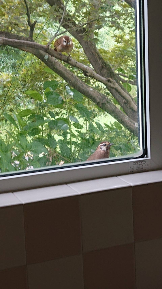 この野鳥の名前はなんでしょうか？ 場所は、群馬の山の方です。 風呂場のガラスをつついたり、家の庭にあるブルーベリーを食べにきます。