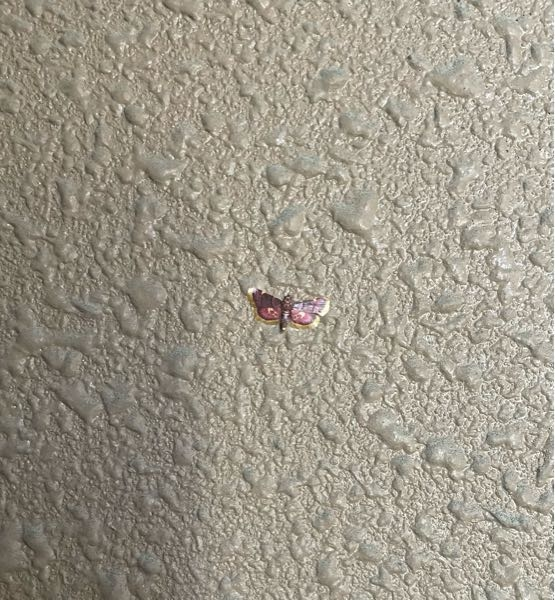 朝、この虫を見つけました。 綺麗な色だったのでなんて言う蛾？か知りたいです。 ご存知の方がいらっしゃいましたら、よろしくお願いします。