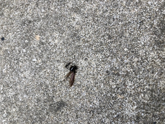これは巣から追い出された女王蟻が運ばれてる最中ですか？