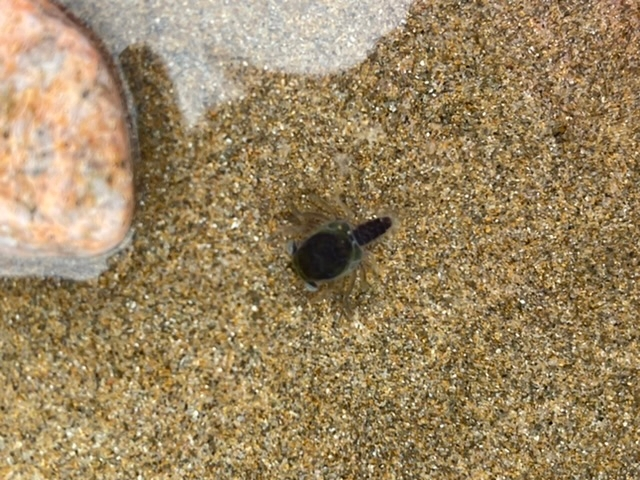 砂浜で見つけた生物です。 調べてみたのですが何か分からず… 体長は1cm程です。 こちらの名前が分かる方いらっしゃいますでしょうか？
