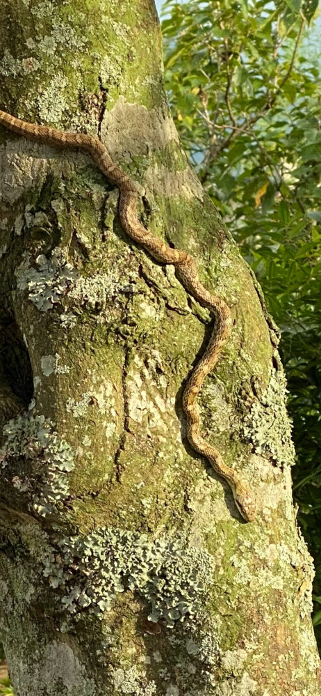 この蛇はマムシでしょうか？ 帰省中、家の庭の木にいたのですが毒があるかを教えていただけると助かります。 小さい子供もいるので…