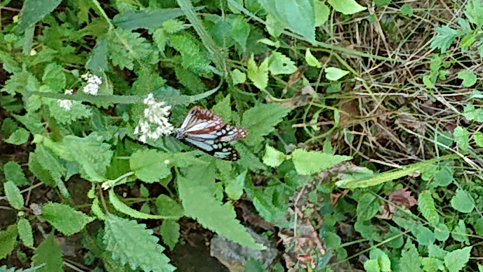 この蝶の種類が分かりますか？