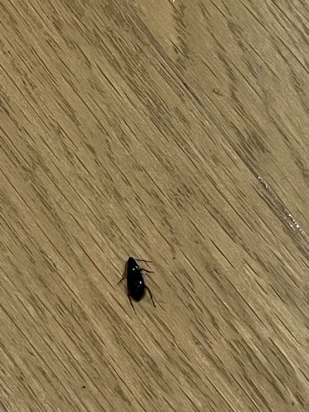 この虫はなんですか？ ウォークインクローゼットの中にいて気付かず踏んでしまいました。。 ゴキブリ‥ではないですよね？