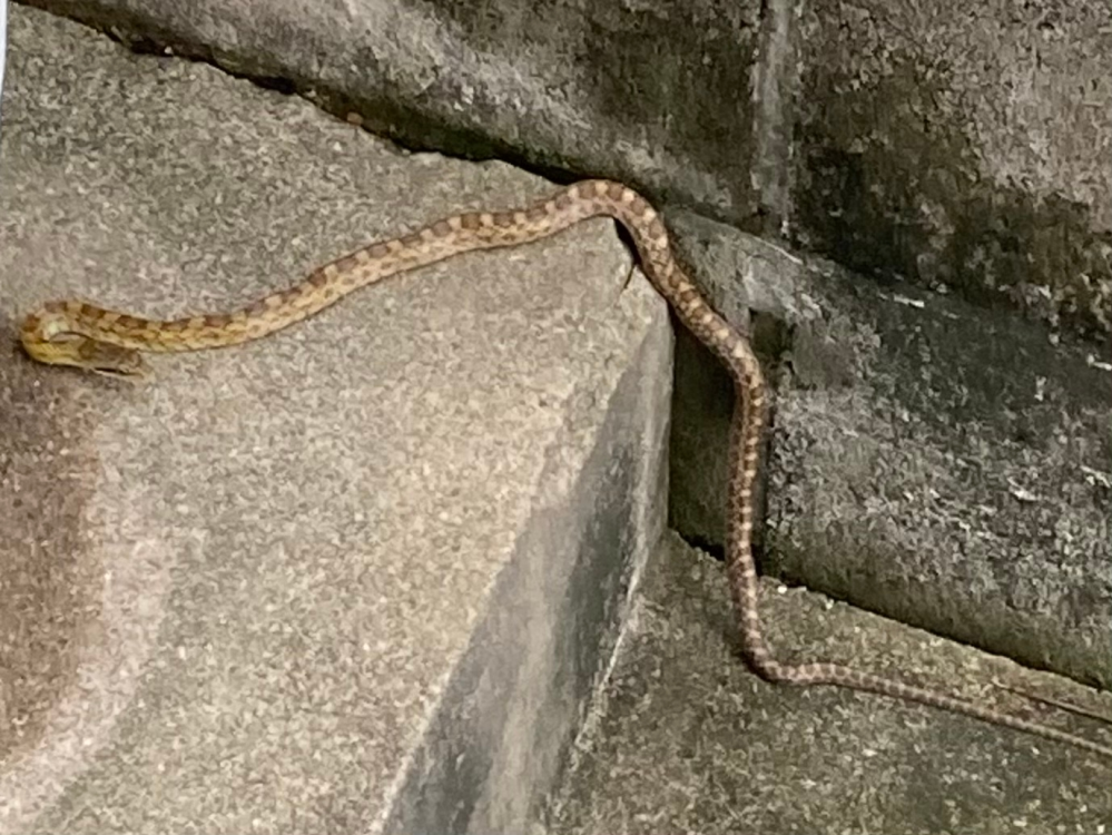 家の庭にでたんですが、このヘビなんですか？ シマヘビではないことはわかるんですが…