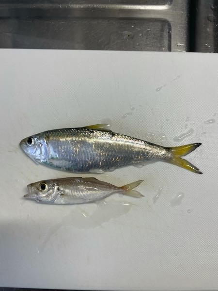 この上の魚はなんですか？