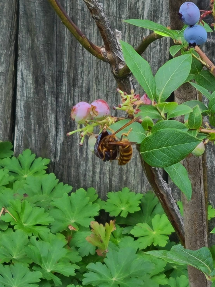 庭のブルーベリーにスズメバチがとまっていたのですが、種類が分かる方はいますか？
