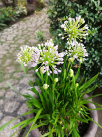 この花の名前を教えてください アガパンサスだと思います 品種は定か Yahoo 知恵袋