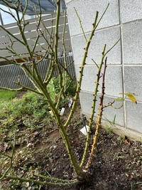 バラの枝枯れが止まりません 止め方教えてください 葉もみんな落 Yahoo 知恵袋