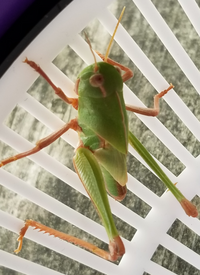 これは何という虫でしょうか 鳴きますか クルマバッタの幼 Yahoo 知恵袋