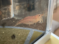 ヤマトヌマエビが赤っぽくなっているんですが弱っていますか 2週 Yahoo 知恵袋