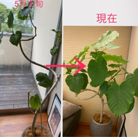 5月中旬に土植え替え 剪定したウンベラータですが 元気に成長し Yahoo 知恵袋