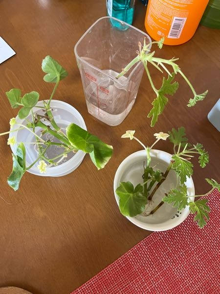 ゼラニウムが根腐れ全滅しました。ダメ元で挿し穂をとり水差しにして