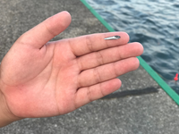 魚のサゴシとサワラの呼び名について 商品として販売する場合 Yahoo 知恵袋