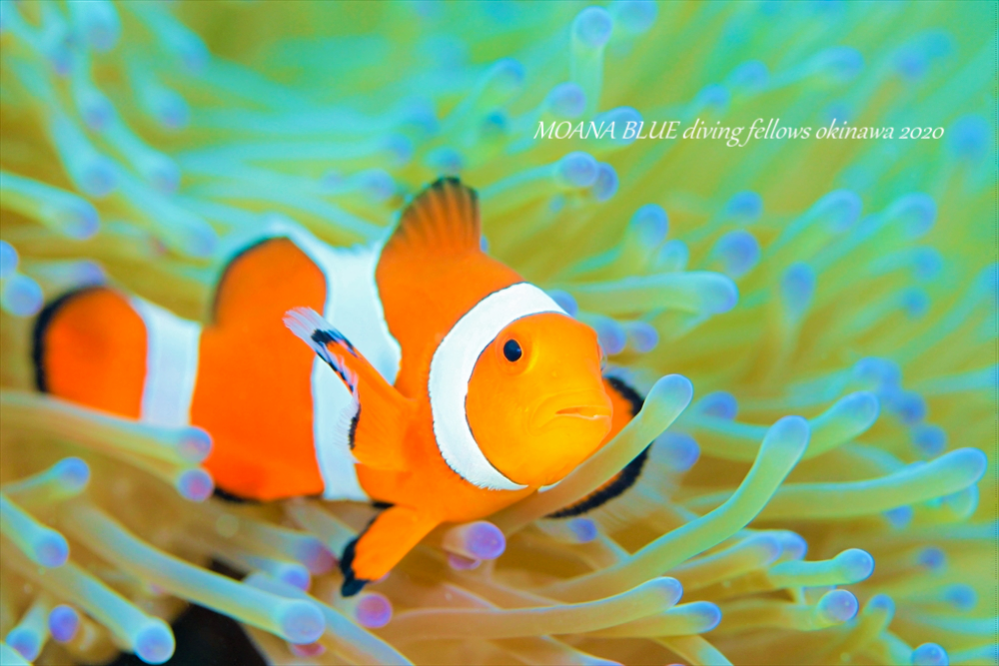 クマノミっていくら位で購入できますか その写真はクマノミ Yahoo 知恵袋