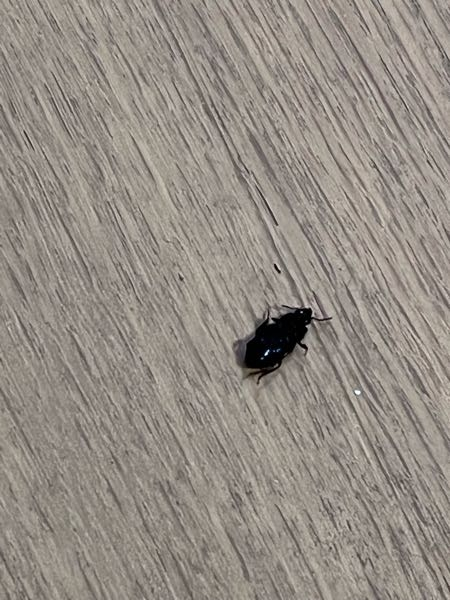 蚊について教えて下さい なぜ1匹で数カ所刺すのですか １ヶ所では Yahoo 知恵袋