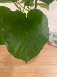 はじめての観葉植物 ウンベラータを購入しました 昨日 届いて今 Yahoo 知恵袋