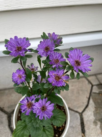 花の札のない苗を買いました 育て方を詳しく知りたいので この花の名前がわ Yahoo 知恵袋