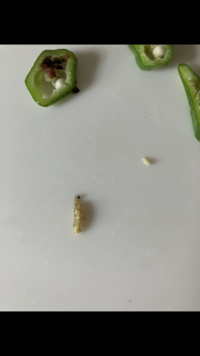 写真閲覧注意です オクラの中にこんな幼虫がいました 気づくのが遅れて 子 Yahoo 知恵袋