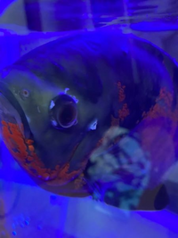 オスカーの目の周りや体表についてる白いのはなんですか 病気だと思うのです Yahoo 知恵袋