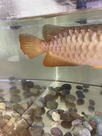 飼っているアジアアロワナの尾びれが1週間ほど前から減っている もしくは欠 Yahoo 知恵袋