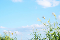 夏の終わりはいつですか 日付で教えてください 私は ８月２０ Yahoo 知恵袋