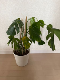 葉水をすると白い水垢が葉の表目に付いてしまいます。 - 何か