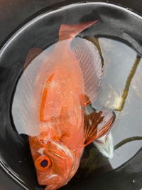 この魚はなんなのでしょうか チカメキントキです こちら Yahoo 知恵袋