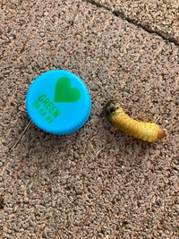 至急 これは何の幼虫ですか 餌は何を食べますか どうやって飼えばいいで Yahoo 知恵袋