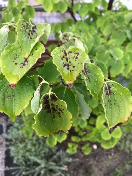 アサガオを 育てるときに途中で先端を摘芯するのは何故ですか 摘芯せずに Yahoo 知恵袋