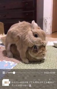 うさぎを多頭飼いするなら オス同士は危険ですか うちには今 Yahoo 知恵袋