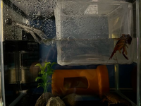 ザリガニに詳しい方 画像のように1匹だけ水面におしりを出してますが 問 Yahoo 知恵袋